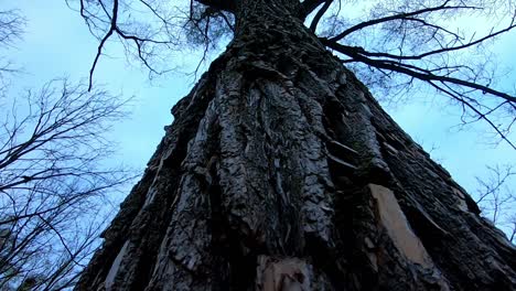 Tiro-Inclinado-Hacia-Arriba-A-Lo-Largo-Del-Tronco-Del-árbol-Hasta-El-Dosel-Sin-Hojas-En-Un-Día-Nublado