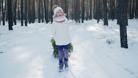 a little girl is carrying a christmas tree on a wooden sled goes through the snow-covered forest the