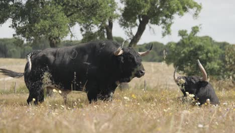 Footage-of-a-cattle-of-angry-bulls-on-their-natural-habitat