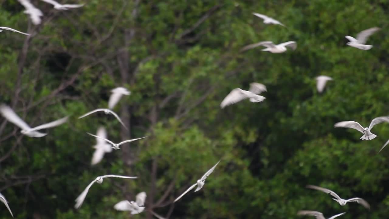 제비갈매기는 전 세계 바다, 강 및 기타 더 넓은 수역에서 볼 수 있는 바닷새입니다.
