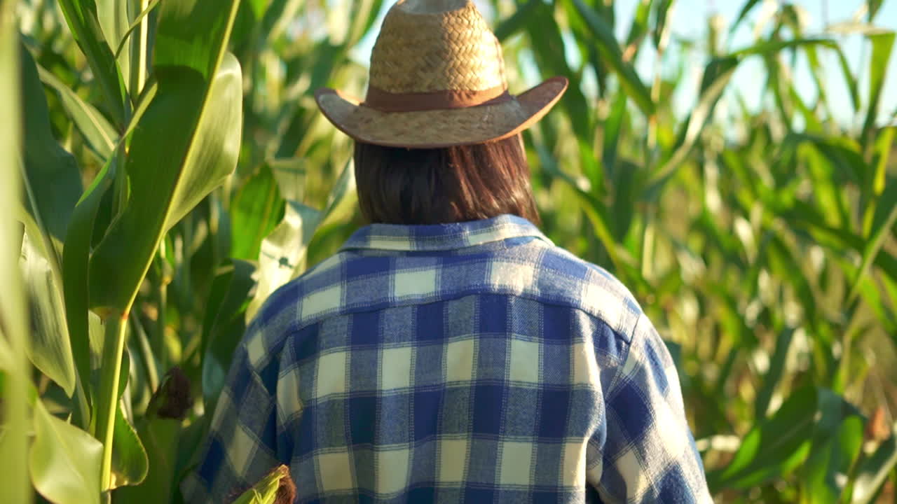 Person in a straw hat walking through a cornfield