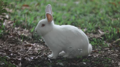 conejo blanco mirando su entorno