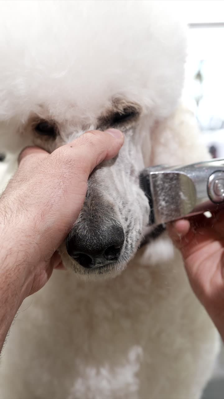 Close-up of White Poodle Getting Face Shaved During Grooming