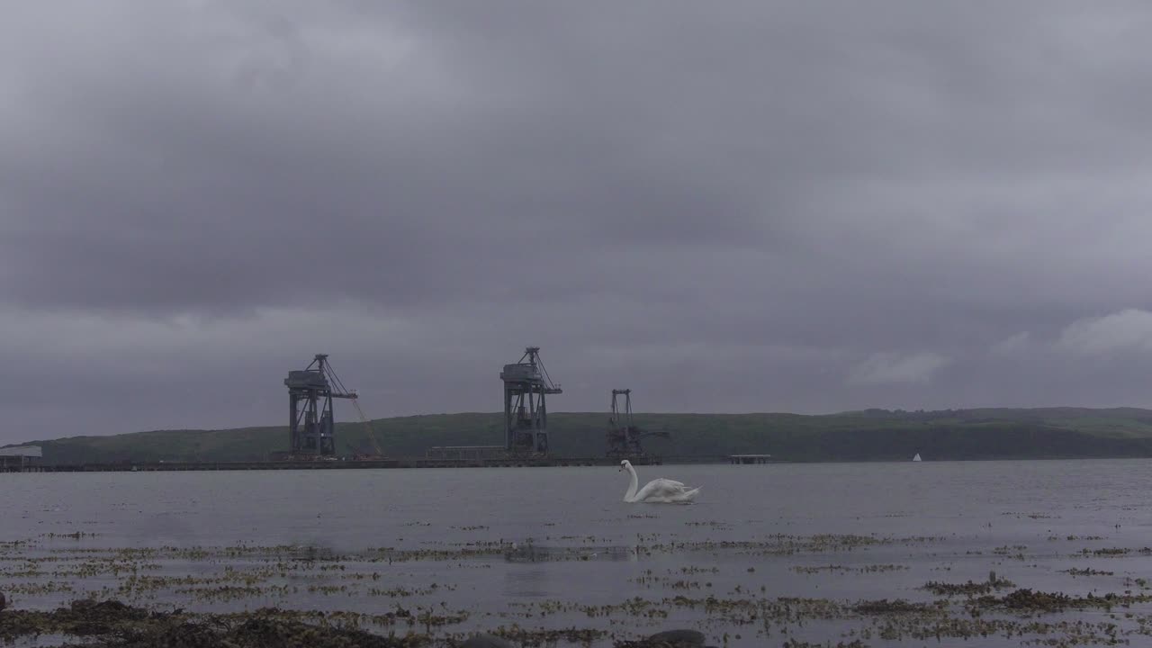 Swan swimming in a river near a power station