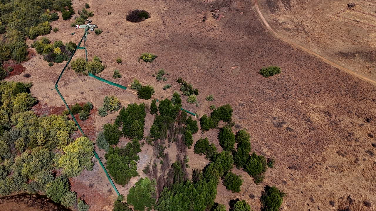 Helicopter unsuccessfully directing wildebeest herd into boma for relocation