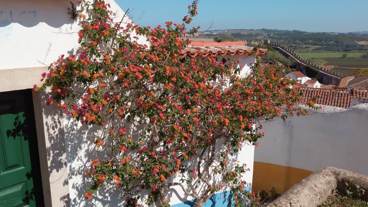 Mediterranean flower hanging on a traditional Portuguese house wall in the old town of &Oacute;bidos