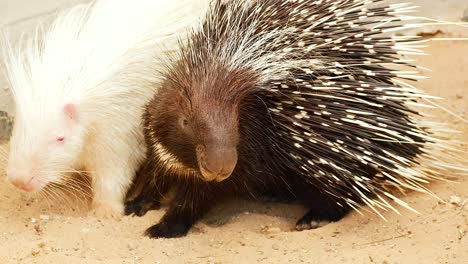 two porcupines exploring and interacting together