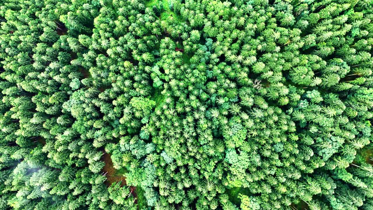 Aerial top down view of a dense conifer forest of fir and spruce evergreen trees at height