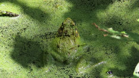 close up toad frog in green algae water croaking ribbit and jumping away