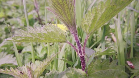 close up shoot of wild plants, weeds and grasses