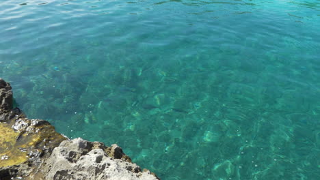 Fish-swimming-in-the-water-visible-since-the-rocks-in-the-edge-of-sea,-turquoise-and-transparent-water