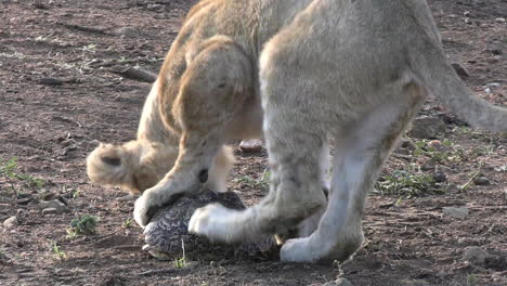 Lion-Cub-Trying-to-Open-Tortoise-Shell,-Wild-Animal-in-Natural-Habitat,-Close-Up