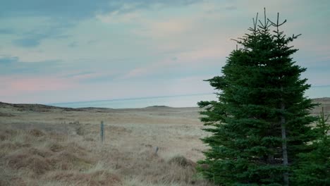 Lonely-spruce-tree-in-the-countryside