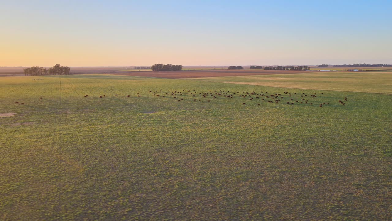 Aerial panoramic of cows grazing in a vast pasture in La Pampa, Argentina, under the warm evening light