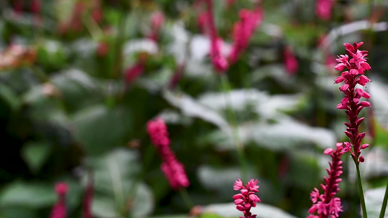 영국 런던 시내 에서 음식 을 찾기 위해 날아다니는 곤충 들