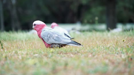 cacatúas galah buscando comida en el suelo en un campo con hierba - cámara lenta