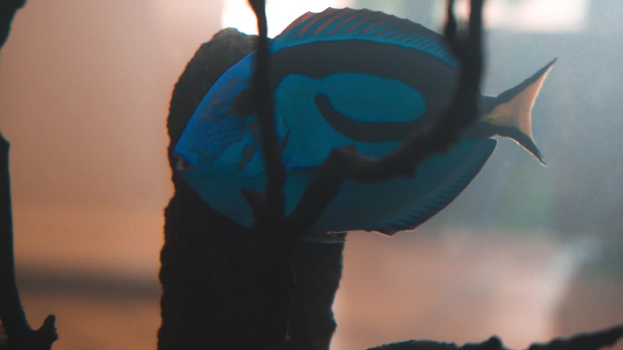 pez dory nadando en un tanque con otros peces