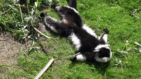 lemur de rufo negro y blanco tendido en la hierba cerca de los brotes de bambú - ángulo alto