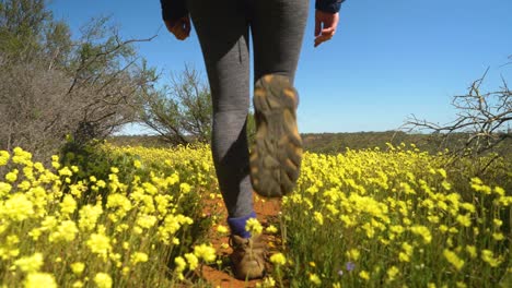 following hikers feet walking trail through yellow wildflowers and gnarled trees, western australia