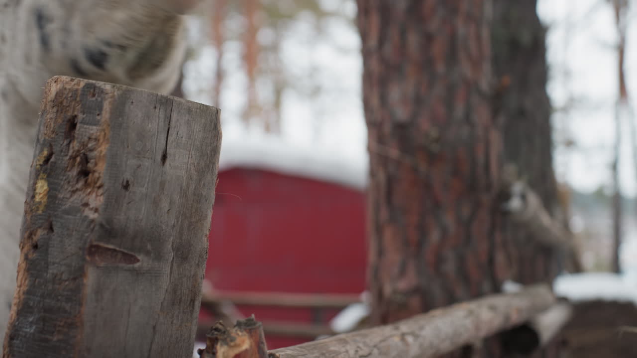 Крупный план: белая голова пони у деревянного забора, пятнистая морда и мягкая грива на заснеженной ферме; видно дыхание в холодном воздухе, деревенские бревна и сено на заднем плане создают спокойную атмосферу загородной жизни