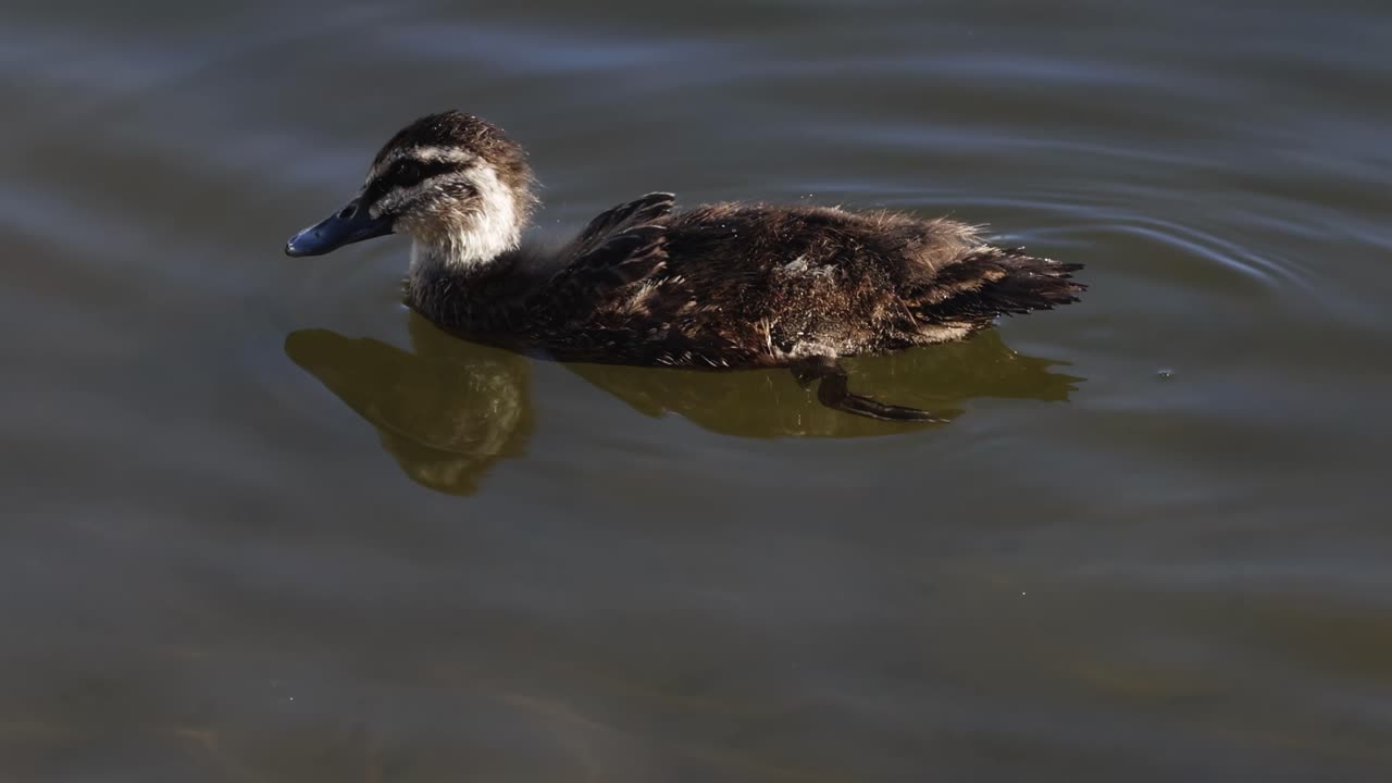 A close-up view of a duck gently floating on sunlit water, showcasing its detailed feathers and reflection.