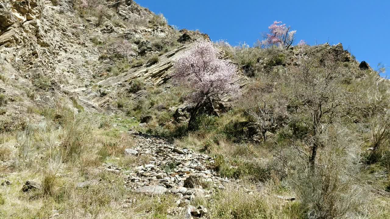 산과 푸른 하늘에 벚꽃 나무