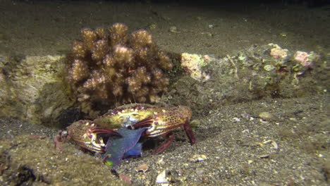 underwater shot of swimming crab feeding on bleeker's parrotfish at night on sandy bottom, fish already divided into two parts, medium long shot