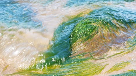 vivid green color seaweeds being washed by baltic seawater, close up