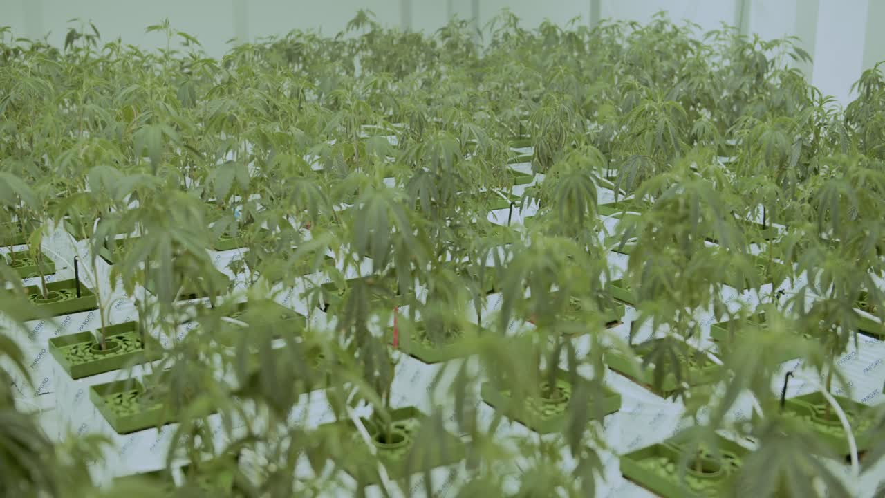 온실 에 있는 대마초 식물