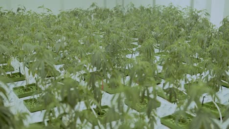 plantas de marihuana en un invernadero