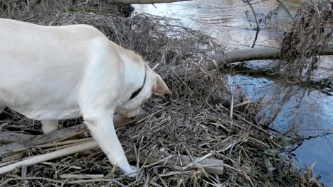 a dog sniffing on the ground looking for something