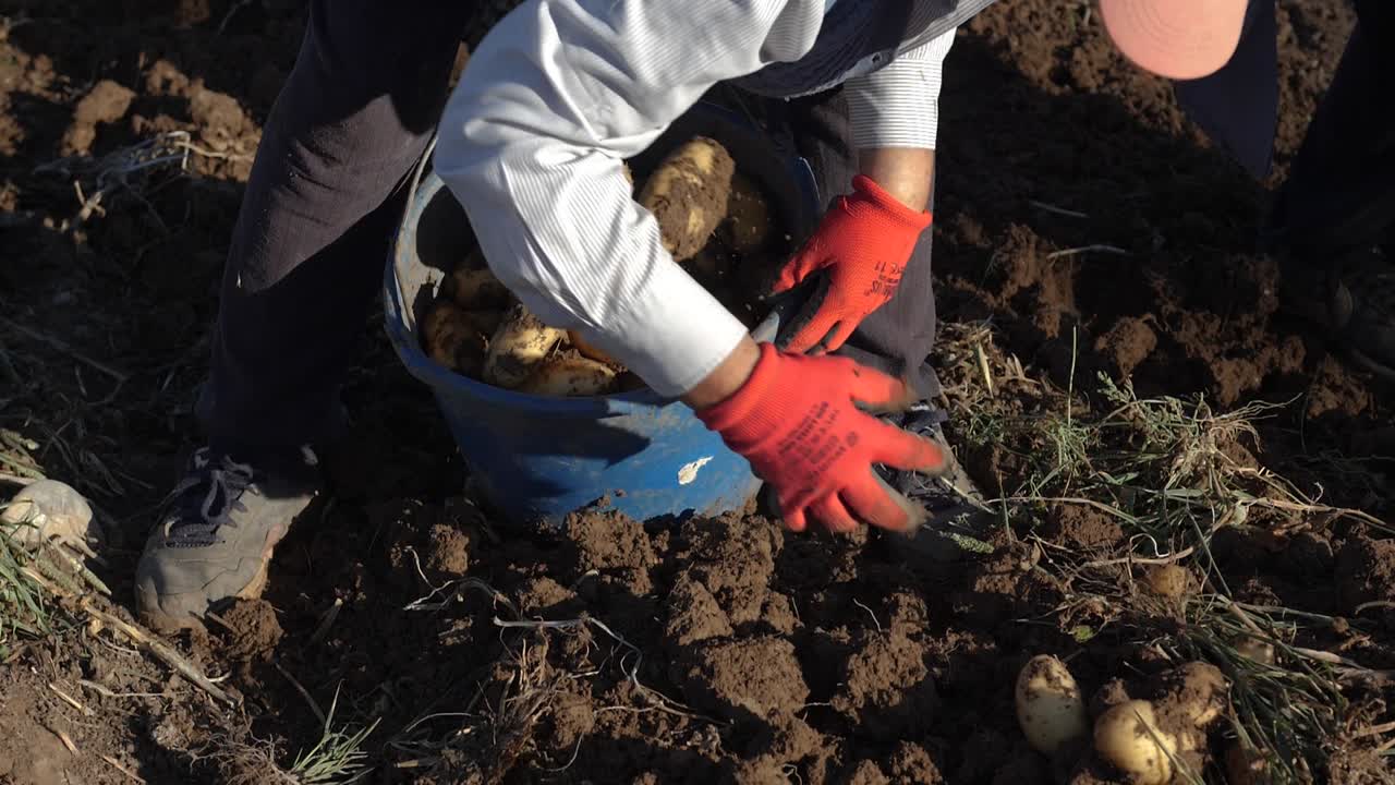Slow motion shot of a farmer collecting potatoes during a harvest