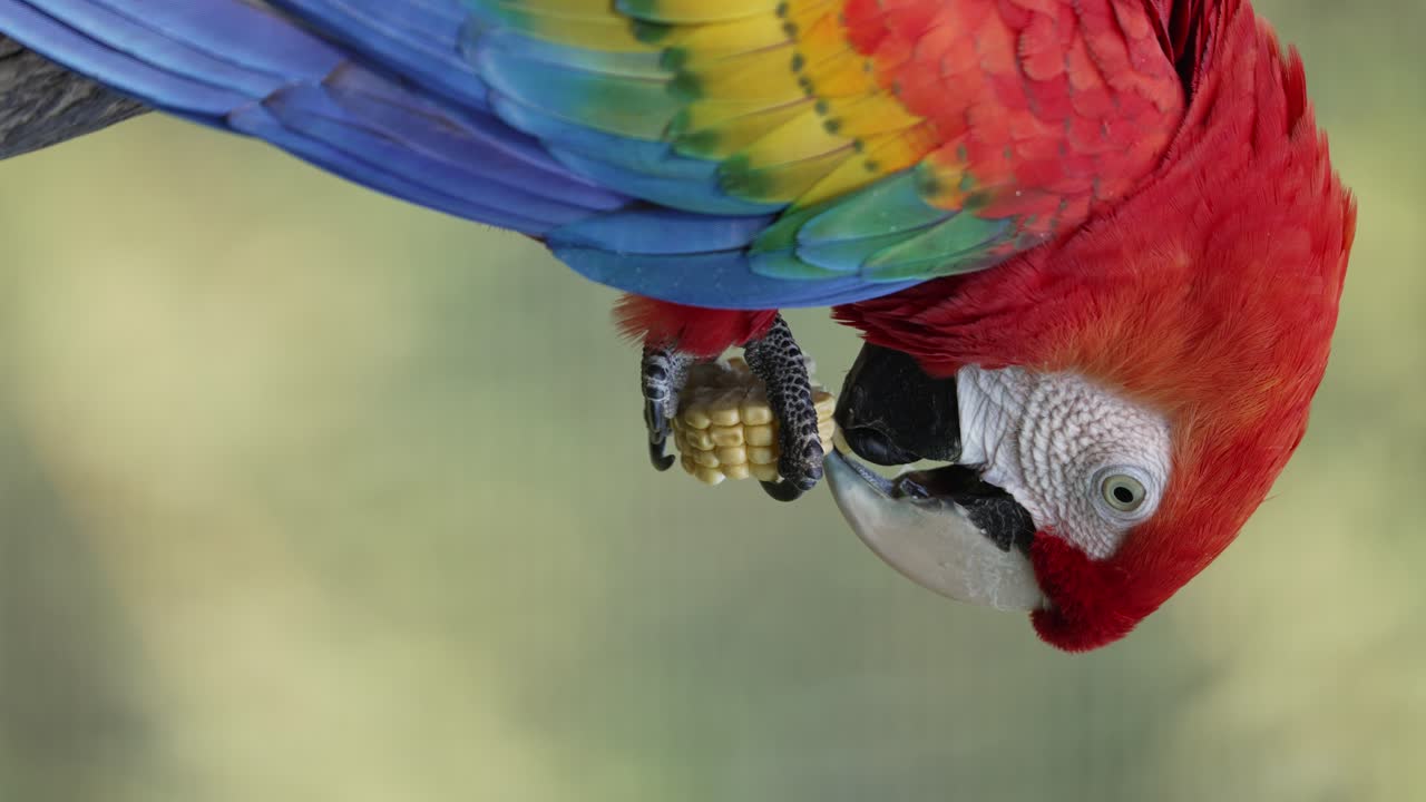 toma de orientación vertical de guacamaya roja, ara macao con sorprendente apariencia de plumaje, agarrando un maíz con su garra y comiendo con su pico.