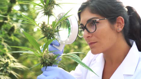 Female-scientist-examining-cannabis-plants-with-magnifier