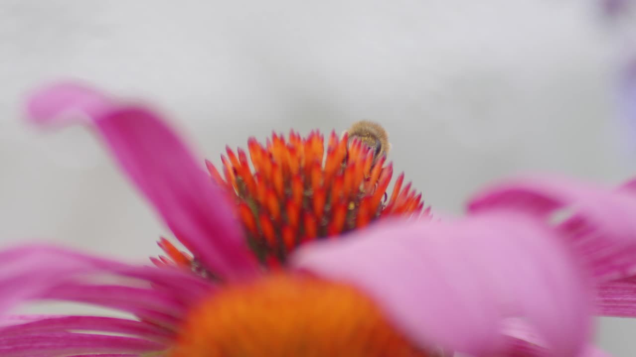 macro de una abeja melífera polinizando una coneflower naranja