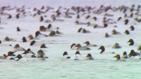 hundreds of canvasback ducks swim together in a wetland marsh conservation area in north america