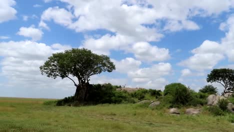 Moving-shot-of-African-savanna-with-rocks,-bush,-and-Acacia-trees