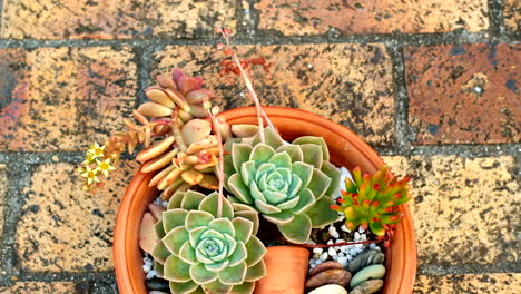 tilt down toward echeveria succulents decoratively arranged for centerpiece