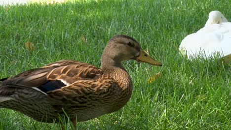 ducks playing in a green park in meridian, idaho on a warm summer day