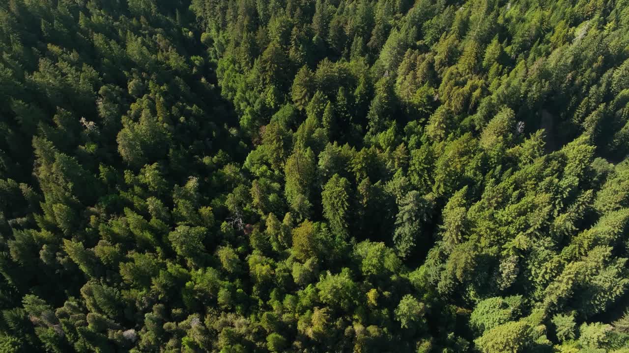 vista aérea de arriba hacia abajo de un bosque lleno de árboles de hoja perenne en la costa oeste
