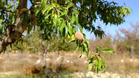 rama de almendras sin cáscara