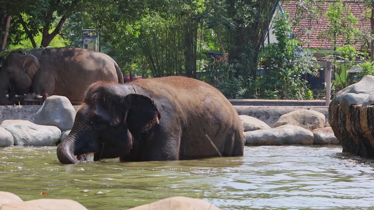 Elephants Bathing in Zoo