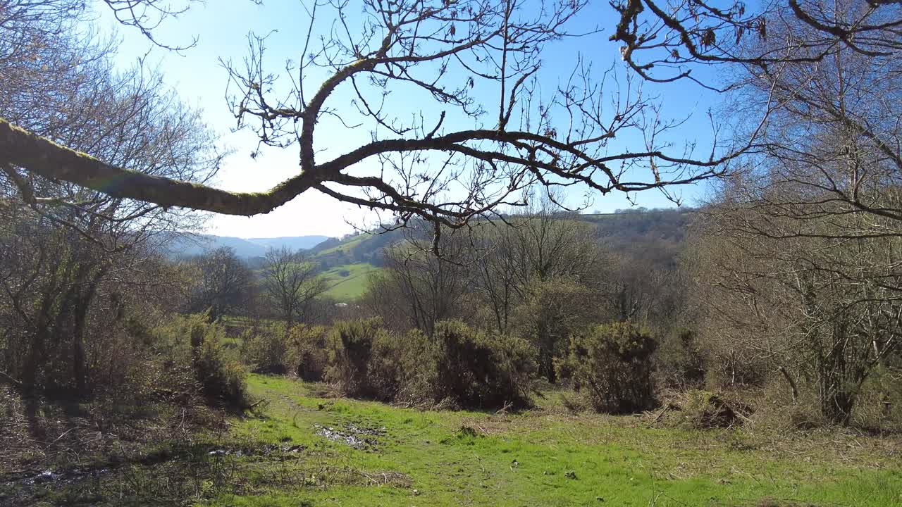 Panorering åt höger genom träd av en stig vid Knapps Copse naturreservat, East Devon, England.