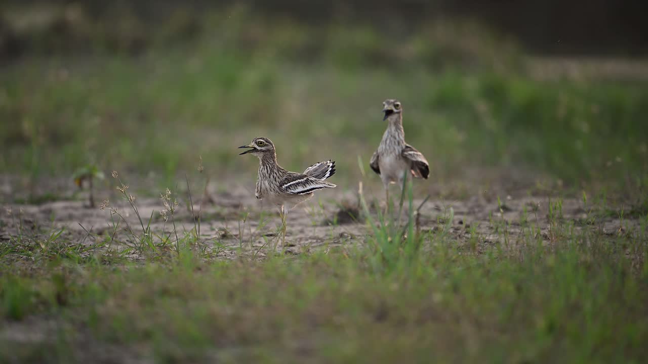 el baile de las aves