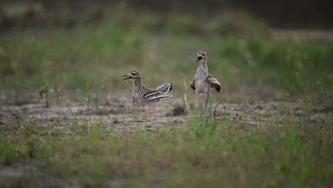 el baile de las aves