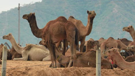 Camels-at-the-Pushkar-Fair,-also-called-the-Pushkar-Camel-Fair-or-locally-as-Kartik-Mela-is-an-annual-multi-day-livestock-fair-and-cultural-held-in-the-town-of-Pushkar-Rajasthan,-India.