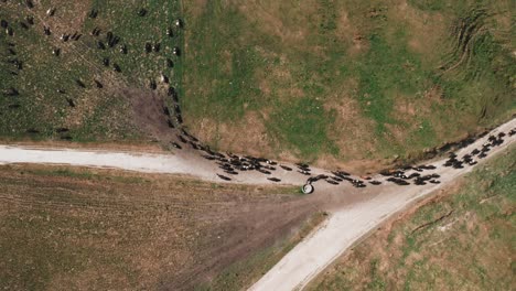 Kühe-Bewegen-Sich-Von-Der-Staubigen-Sandstraße-In-Die-Grasweidekoppel,-Von-Oben-Nach-Unten-Aus-Der-Antenne