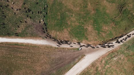 vacas que se mueven hacia el potrero de pasto desde el polvoriento camino de arena, antena de arriba hacia abajo