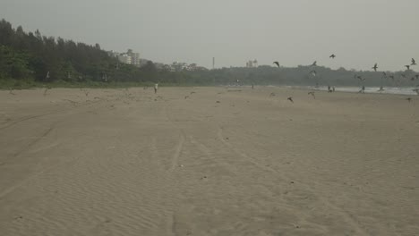 Flock-of-birds-takes-off-from-a-deserted-beach-with-distant-buildings-in-the-background