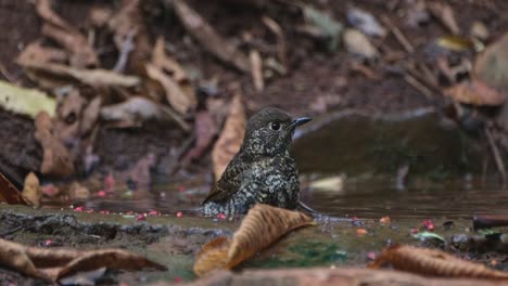 Facing-to-the-right-while-having-a-bath-shaking-its-feathers-to-clean-up-then-flies-away,-White-throated-Rock-Thrush-Monticola-gularis,-Thailand